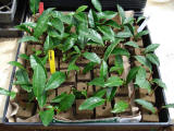 Yabukita and Chin Shin Oolong rooted cuttings