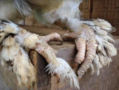 Beware! The CLAWS...