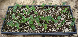 tea seedlings in potting soil