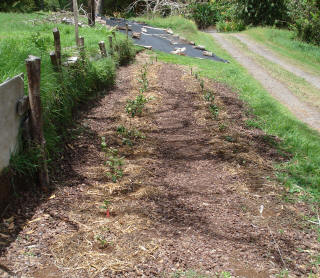mulched tea