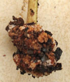 root3