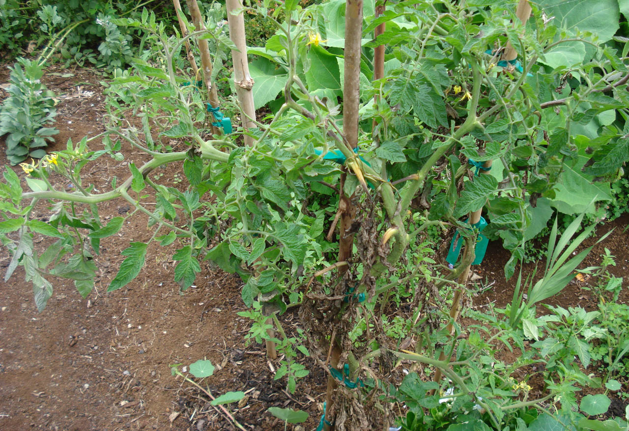Tomato+plant+flowering+but+no+tomatoes