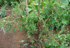 tomato